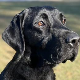 Django - Labrador Retriever