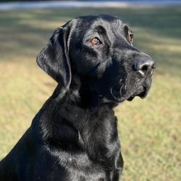 Django - Labrador Retriever