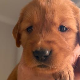 Freedom - Dark golden female Golden Retriever puppy in Chico, California from Glenmac Goldens