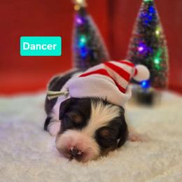 Dancer- Teal collar - Blue merle female Bernedoodle puppy in Summerville, South Carolina from Channys Doodles