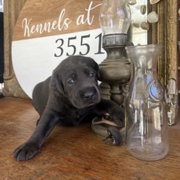 Charcoal Girl - Black Labrador Retriever puppy in Church Road, Virginia from Kennels at 3551