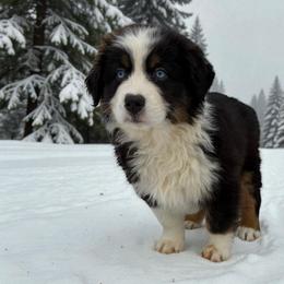 Balto - Black tri-color male Australian Shepherd puppy in Statesville, North Carolina from Charming Australian Shepherds