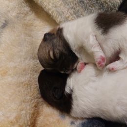 Pomeranian Puppies from British Lane poms