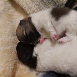 Pomeranian Puppies from British Lane poms