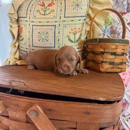 Remi - Red female Dachshund puppy in Cabool, Missouri from Hidden Valley Farms