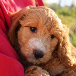 Aussiedoodle, Goldendoodle, and Labradoodle Puppies from Loving Doodle