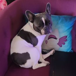 London - French Bulldog