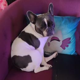London - French Bulldog