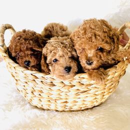 Poodle Puppies from Mama's Adorable Poodles
