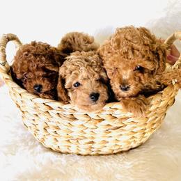 Poodle Puppies from Mama's Adorable Poodles