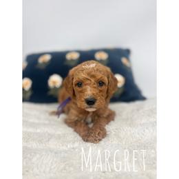 Margret - Red  female Goldendoodle puppy in Smithfield, Kentucky from KBK9 Kennels