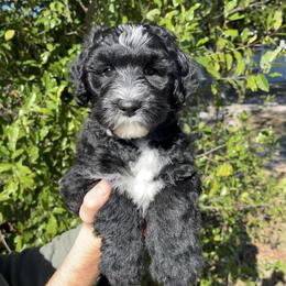 Dark Blue - Black and white male Sheepadoodle puppy in Archer, Florida from Gainesville Sheepadoodles