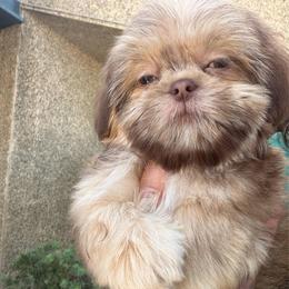 Delilah - Liver and white female Shih Tzu puppy in Bakersfield, California from Little pumpkin Shih Tzu’s