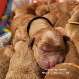 Golden Retriever Puppies from Soda Springs Kennel