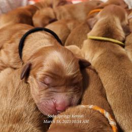 Golden Retriever Puppies from Soda Springs Kennel