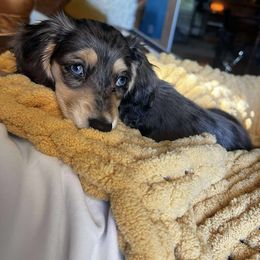 Dachshund and Pembroke Welsh Corgi Puppies from Three K Miniature Dachshunds