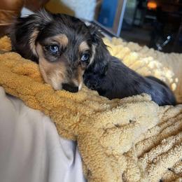 Dachshund and Pembroke Welsh Corgi Puppies from Three K Miniature Dachshunds