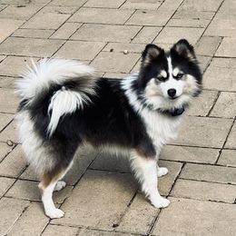 Lola - Pomsky