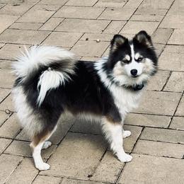 Lola - Pomsky