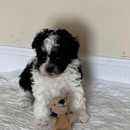 Girl 3 - Black female Havapoo puppy in Cedar Springs, Michigan from Pridespoodles