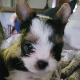 Ripley - Black tan and white Biewer Terrier puppy in Granbury, Texas from Hearts n Paws