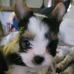 Ripley - Black tan and white Biewer Terrier puppy in Granbury, Texas from Hearts n Paws