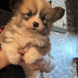 American Corgi and Pembroke Welsh Corgi Puppies from Linda Berkes