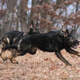 German Shepherds from Von Goedehaus German Shepherds