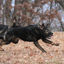 German Shepherds from Von Goedehaus German Shepherds