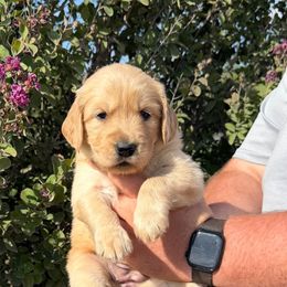 Number 3 Abby and Gus - Golden female Golden Retriever puppy in Piedmont, Oklahoma from Sabrina's Golden Retrievers