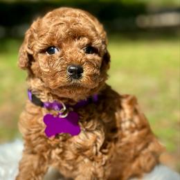 Paprika - Red  female Poodle puppy in Palm Beach County, Florida from Benji’s Cockapoos