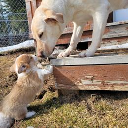 Pembroke Welsh Corgi Puppies from North Star Pembroke Welsh Corgi's