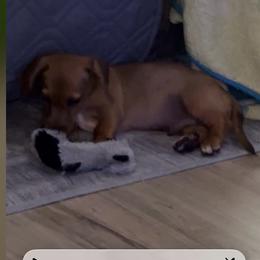 Moe CKC - Red male Dachshund puppy in Henrico, Virginia from Darling Doxies