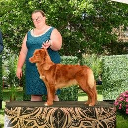 Nova Scotia Duck Tolling Retrievers from Race Point Nova Scotia Duck Tolling Retrievers