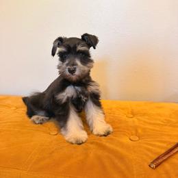 Purple Girl - Black and silver female Miniature Schnauzer puppy in Houston, Texas from Semien Family Kennels