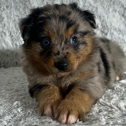 Ladybug - Blue merle female Miniature Australian Shepherd puppy in Sulphur, Louisiana from Triple J Aussies and Corgis