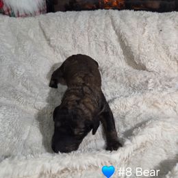 Bear - Sable male Poodle puppy in Osage Beach, Missouri from Pups Are Us