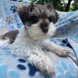 Buddy - Parti male Miniature Schnauzer puppy in Anthony, Florida from Amanda Tragash