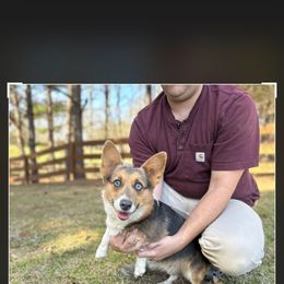 American Corgi puppies from Copper Creek Kennels
