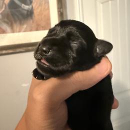 Girl 1 - Black female Miniature Schnauzer puppy in Upland, California from Rising Minis of Upland