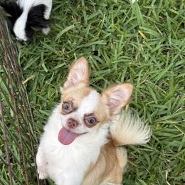Charlotte - Chihuahua