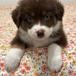 Maverick - Red tri-color male Australian Shepherd puppy in Belton, Texas from Southern Copper Sun Aussies