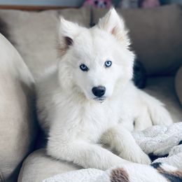 Nikita  - Siberian Husky