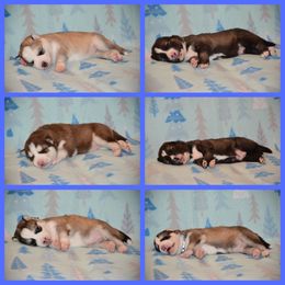 Siberian Husky Puppies from Spalla Pups