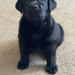 Labrador Retriever Puppies from Shadow Run Labradors