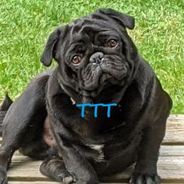 Dinomite - Pug
