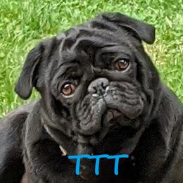Dinomite - Pug