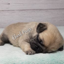 Golden Retriever and Pug Puppies from Ebert Pugs