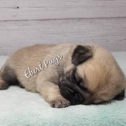 Golden Retriever and Pug Puppies from Ebert Pugs