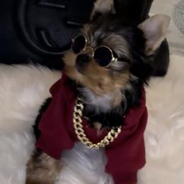 Yorkshire Terrier Puppies from Heaven_sent_toy_yorkies